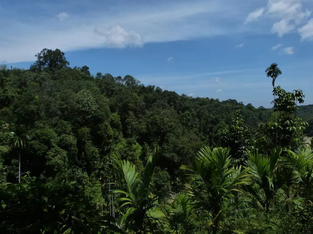 forêt tropicale au nord de Sumatra Indonésie